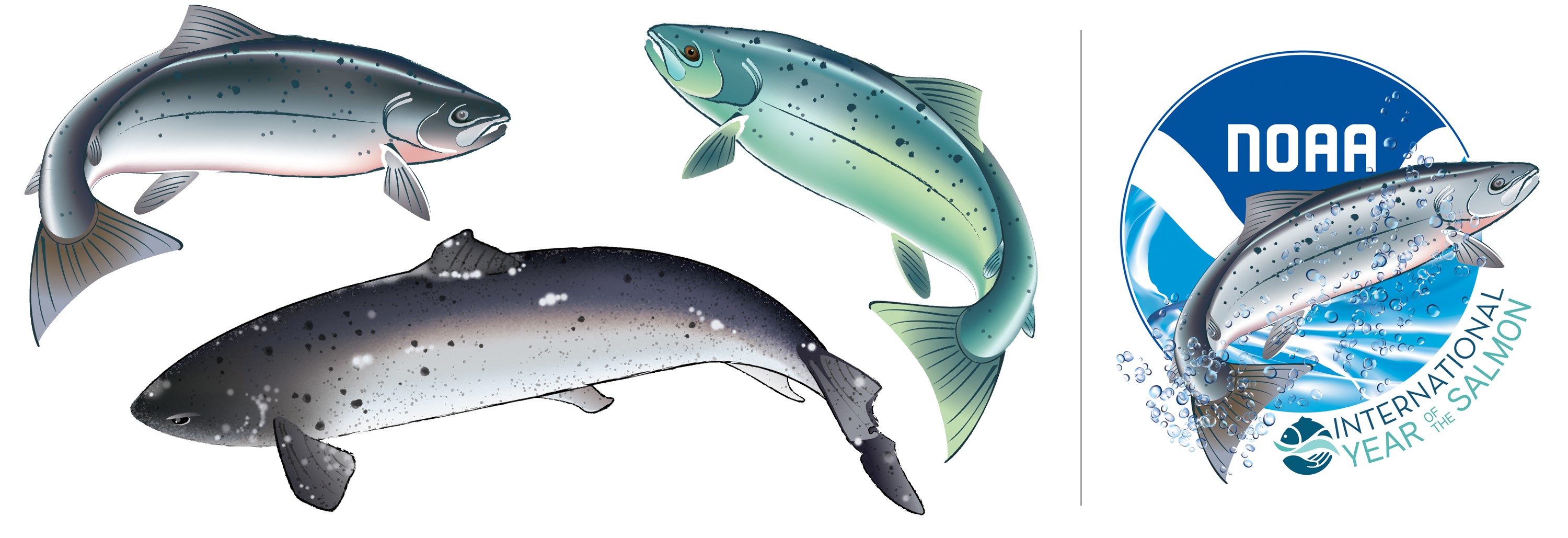 Illustrative examples of fish and a separate logo for NOAA, International Year of the Salmon.